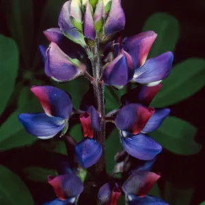 Lupinus succulentus, Santa Barbara Botanic Garden