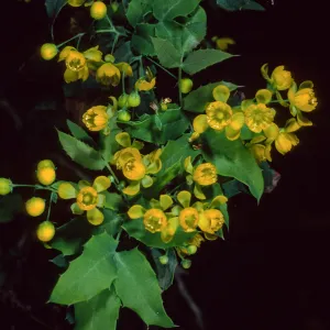 Berberis nevinii, Santa Barbara Botanic Garden