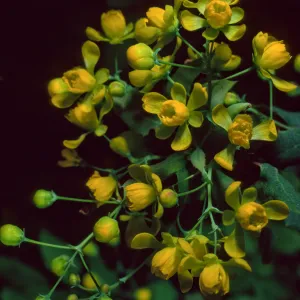 Berberis nevinii, Santa Barbara Botanic Garden