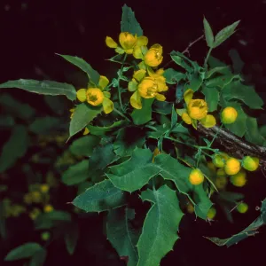 Berberis nevinii, Santa Barbara Botanic Garden