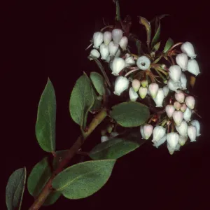 Arctostaphylos morroensis, Los Osos, San Luis Obispo County