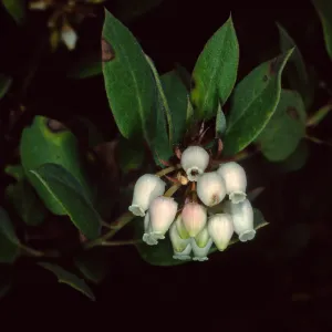Arctostaphylos morroensis, Los Osos, San Luis Obispo County