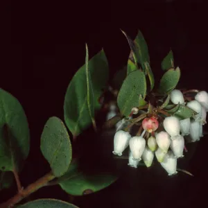 Arctostaphylos morroensis, Los Osos, San Luis Obispo County