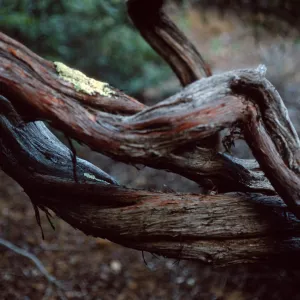 Arctostaphylos morroensis, branches, Los Osos, San Luis Obispo County