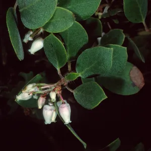 Arctostaphylos morroensis, Los Osos, San Luis Obispo County
