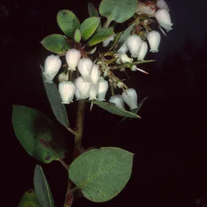 Arctostaphylos morroensis, Los Osos, San Luis Obispo County