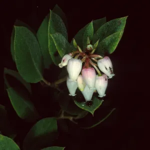 Arctostaphylos morroensis, Los Osos, San Luis Obispo County