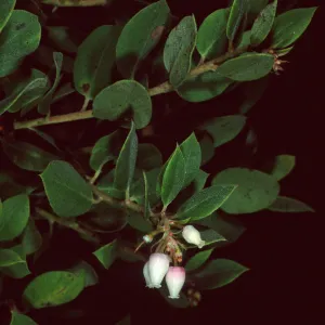 Arctostaphylos morroensis, Los Osos, San Luis Obispo County