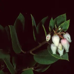 Arctostaphylos morroensis, Los Osos, San Luis Obispo County