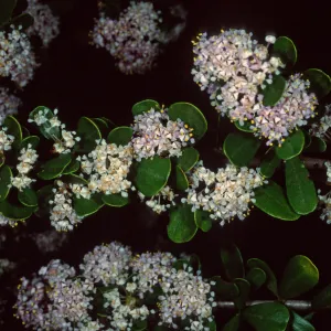 Ceanothus cuneatus fascicularis, Los Osos, San Luis Obispo County
