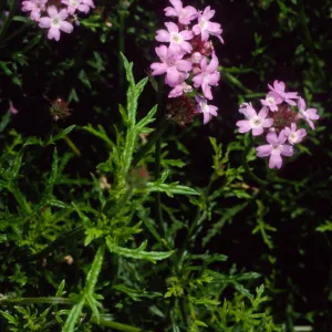 Verbena lilacina, Santa Barbara Botanic Garden