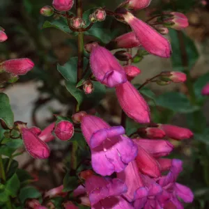 Penstemon, Desert Section, Santa Barbara Botanic Garden