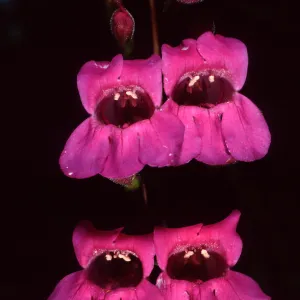 Penstemon, Porter Section, Santa Barbara Botanic Garden