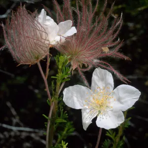Fallugia paradoxa, Desert Section, Santa Barbara Botanic Garden