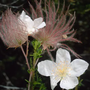 Fallugia paradoxa, Desert Section, Santa Barbara Botanic Garden