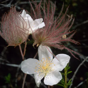 Fallugia paradoxa, Desert Section, Santa Barbara Botanic Garden