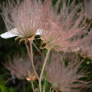 Fallugia paradoxa, Desert Section, Santa Barbara Botanic Garden