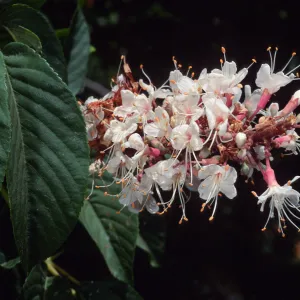 Aesculus, Santa Barbara Botanic Garden