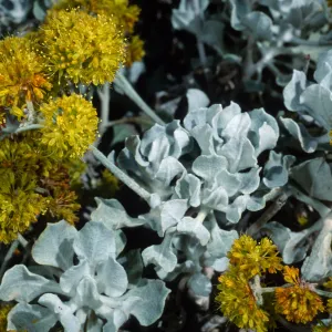 Eriogonum crocatum, Meadow, Santa Barbara Botanic Garden