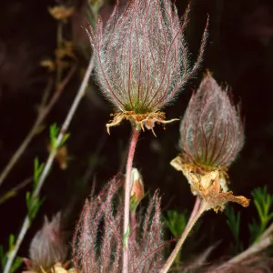 Fallugia paradoxa, Santa Barbara Botanic Garden