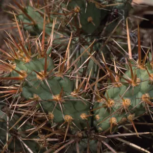 Opuntia cedrosensis, Santa Barbara Botanic Garden