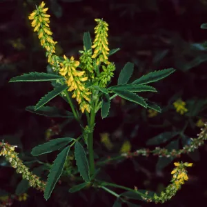 Melilotus indicus, Santa Barbara Botanic Garden