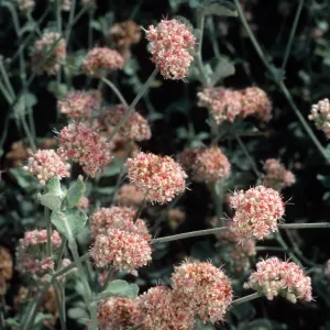 Eriogonum cinereum (coastal wild buckwheat), Santa Barbara Botanic Garden