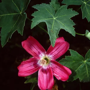Lavatera, Santa Barbara Botanic Garden