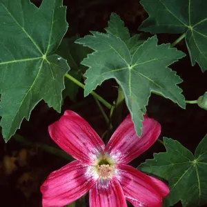 Lavatera, Santa Barbara Botanic Garden