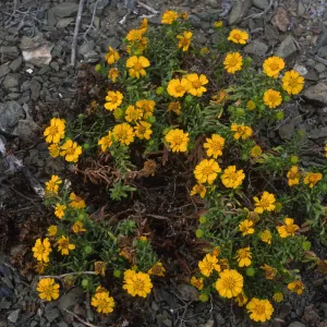 Hemizonia streetsii, North side, West San Benito Island