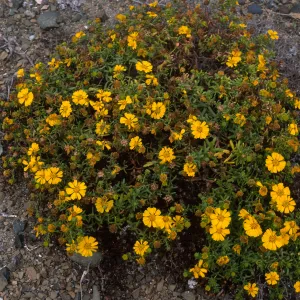 Hemizonia streetsii, North side, West San Benito Island