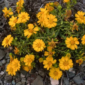 Hemizonia streesii, North side, West San Benito Island