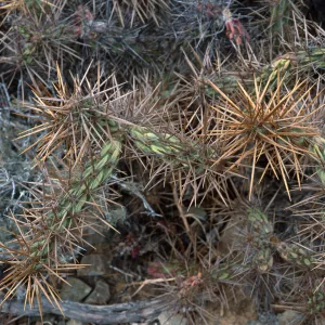 Opuntia cedrosensis, West San Benito Island