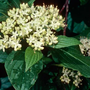 Cornus stolonifera, Arroyo Section, Santa Barbara Botanic Garden
