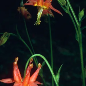 Aquilegia formosa, Santa Barbara Botanic Garden, Arroyo Section