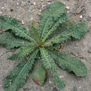 Picris, Seal Beach, Orange County