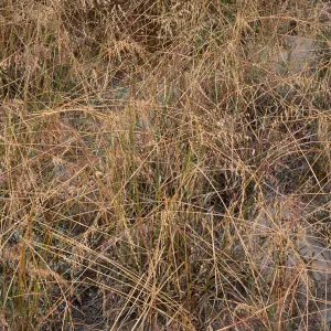 Ehrharta calycina, West Cove, Santa Cruz Island