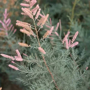 Tamarix ramosissima, El Centro, Imperial County
