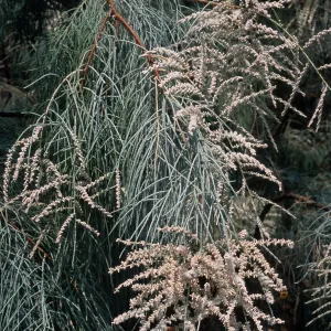 Tamarix aphylla, El Centro, Imperial County