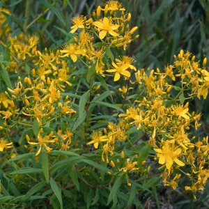 Hypericum, Pont Loma, San Diego County
