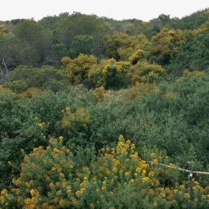 Hypericum, Pont Loma, San Diego County