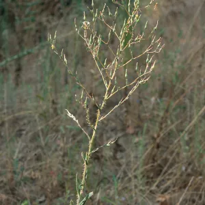 Lactuca Serriola