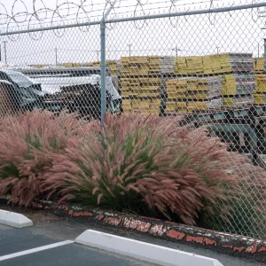Pennisetum setaceum, Naval Station, San Diego