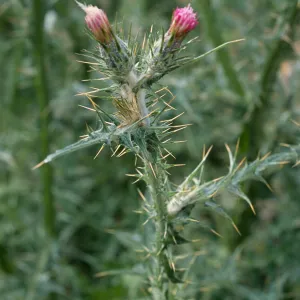 Carduus pycnocephalus, Seal Beach, Orange County