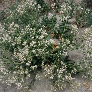 Lepidium latifolium, Seal Beach, Orange County