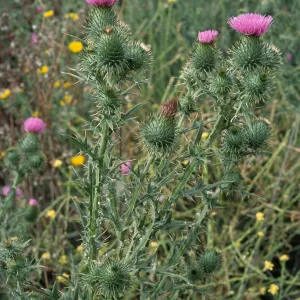 Cirsium vulgare, Seal Beach, Orange County