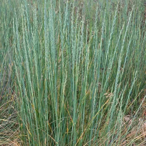 Elytrigia, Seal Beach, Orange County