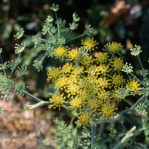 Foeniculum