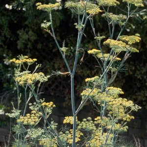 Foeniculum