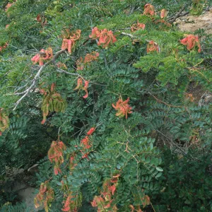 Caesalpina, Point Loma, San Diego County
